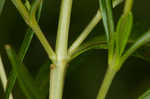 Bushy St. Johnswort